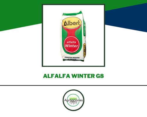 Semilla de Alfalfa Winter - Albert Semillas