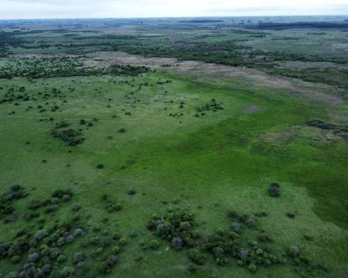 289 Has muy Buen Campo Forestal y Ganadero en Entre Ríos