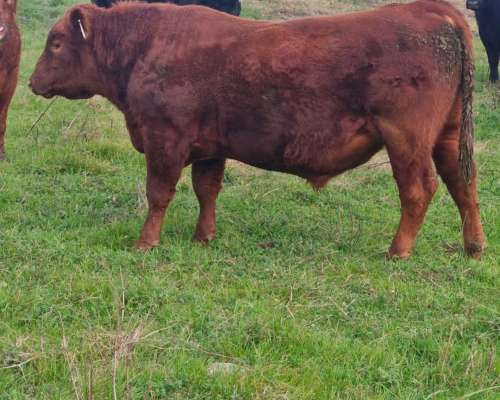 🐂 Venta de Toros – Cabaña Melipal