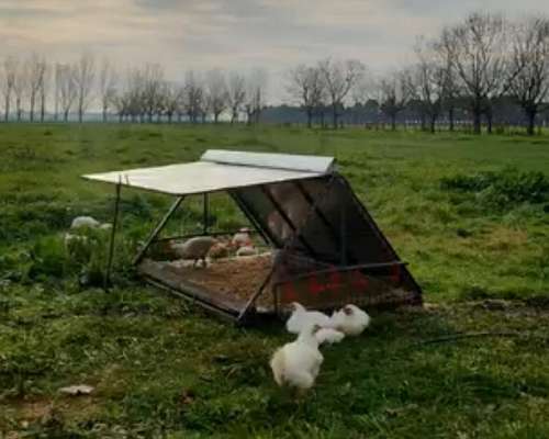 Jaulas para Cría de Pollos / Gallinas a Campo