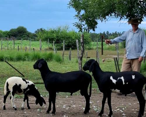 Carneros PPC Raza Santa Ines, Disponibles