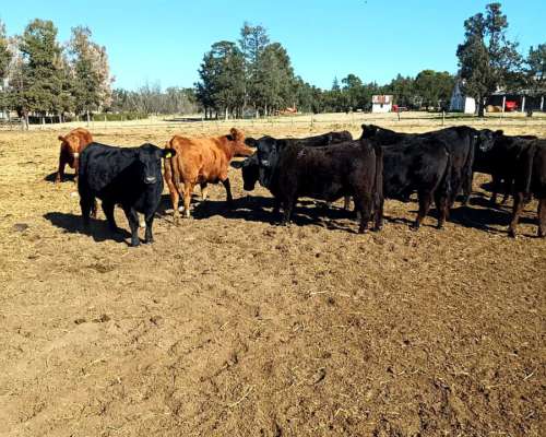 Vaquillonas Preñadas de los Cerrillos