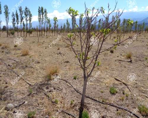 Campo en Venta de 357 Has Santa Maria, Catamarca