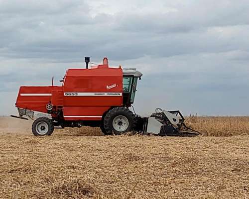 Cosechadora Massey Ferguson 5650, 2wd, Paton, 19 Píes, 2003
