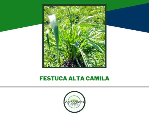 Semilla de Festuca Alta Camila