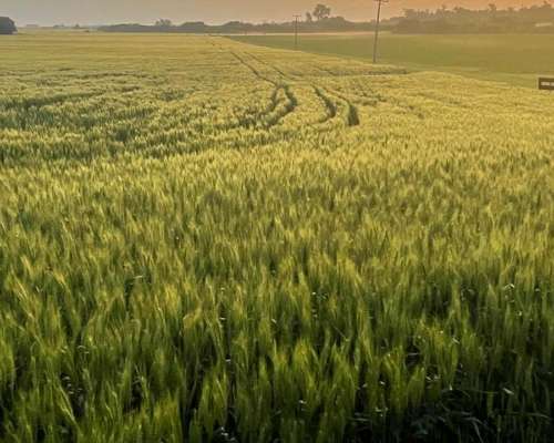 Pintoresco Campo de 70 Hectáreas Agrícolas