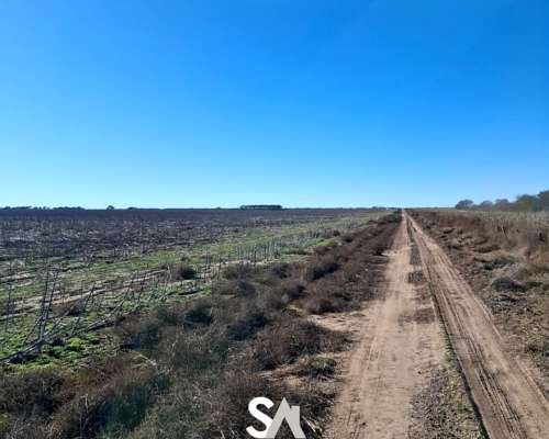 Alquila: Campo Agrícola de 1000 Ha en “EL Tala” la Pampa