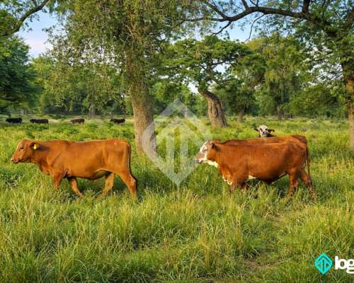 Campo Ganadero Totalmente Desarrollado, en Taco Pozo, Chaco