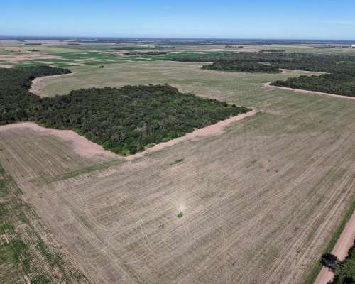 Charata, Chacabuco, Chaco - 100 Ha