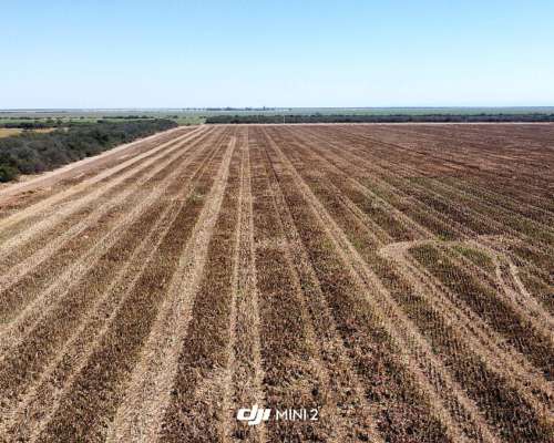 1000 Has. en Directa Sobre Pavimento.