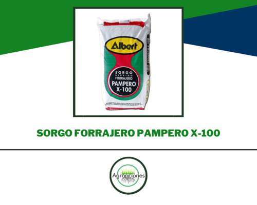 Semilla de Sorgo Forrajero Pampero X100 - Albert Semillas