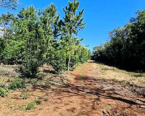 Se Vende 29 HA. con 4 Ha de Yerba Mate. Gobernador Roca Misi