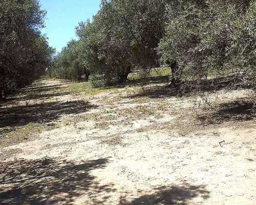 Linda Finca con Producción para Aceite ,5,6 Hectáreas