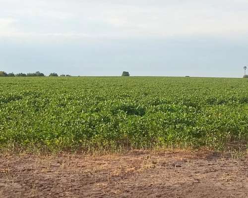 140 Ha Mixtas Excelente Campo Departamento Nogoyá