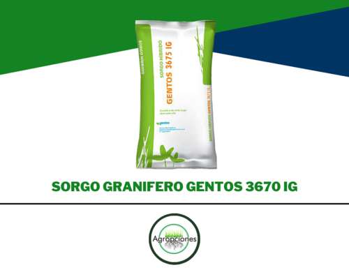 Semilla de Sorgo Gentos 3675 IG