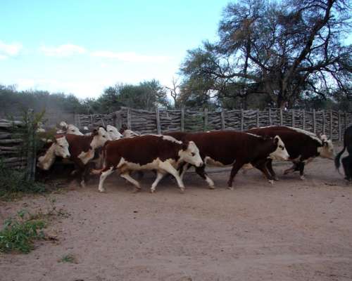 Campo Ganadero Estancia la Esperanza