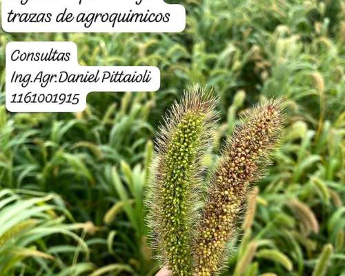 Desecante Orgánico Control DRY