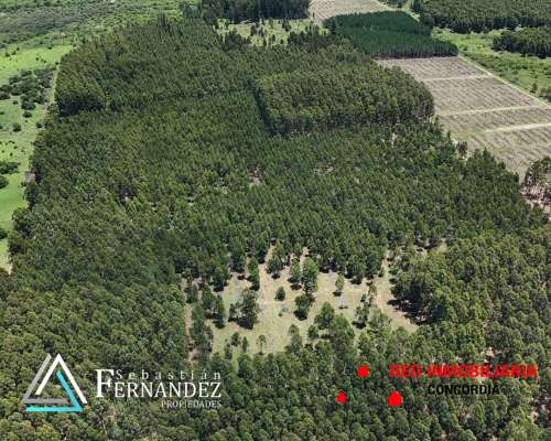 83 Has Forestales a 1 km de Asfalto