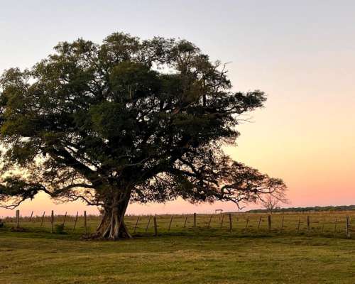 Vendo Campo. Nuevo Puerto Internacional de Villa Olivari