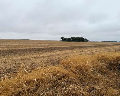1000 Ha Agrícolas en Otumpa. Santiago del Estero.