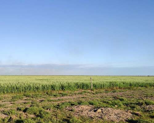 Campo Campo Ganadero en Producción. Apto para Agricultura.