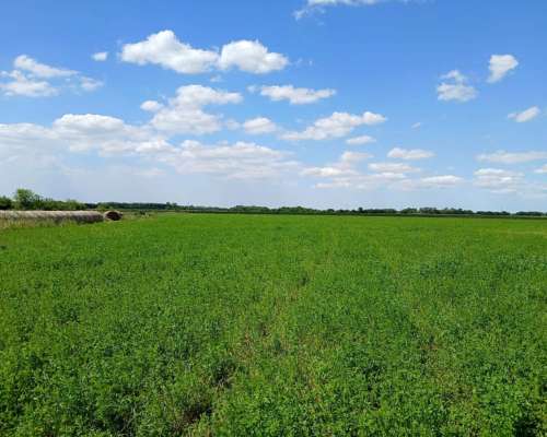 Vendo Fardos de 1ra Calidad en Abasto,la Plata