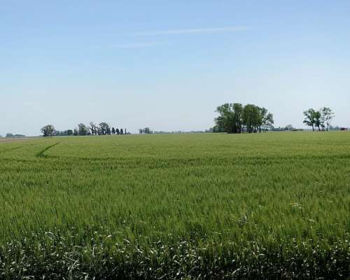 Excelente Campo Agricola Sobre Ruta en Arrecifes