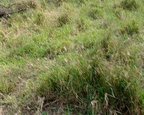 En Venta Campo Mixto Oportunidad de Inversión y Rentabilidad