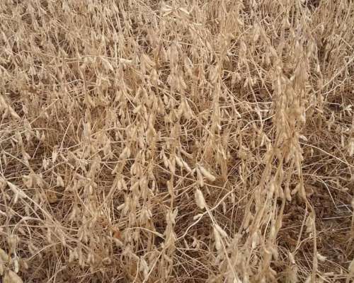 Venta. 2050 Has Agricolas en Almirante Brown (chaco).