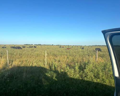 Vendo 50 Has Ganaderas muy Buenas