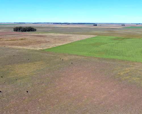 450 Has en Bolívar - BS. AS. - Mixto - Venta
