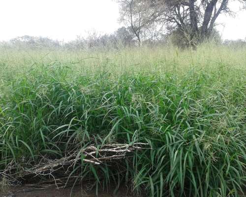 2500 Has Campo Ganadero SUR de Santiago del Estero