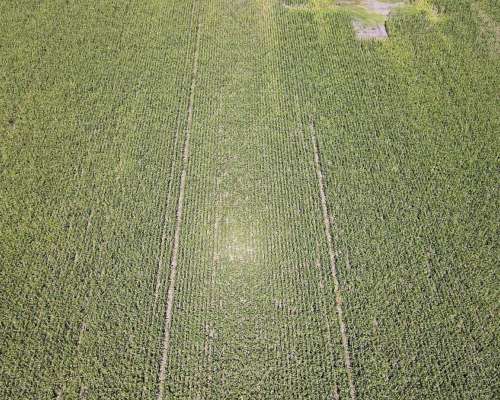 40 Hectáreas Agrícolas en Rosario del Tala, Excelente Tierra