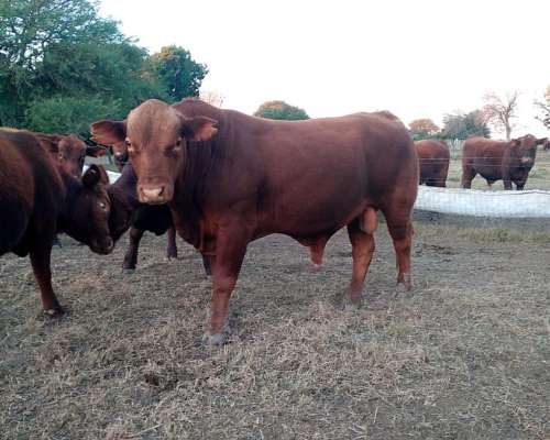Toros Brangus Colorados-san Javier