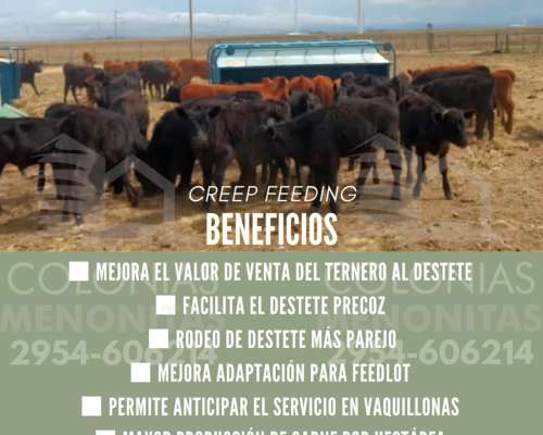 Creep Feeding para Destete Precoz- Colonias Menonitas