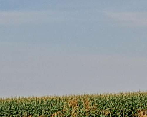 822 Has Agríc Total Soja,maíz Trigo Producc en Zona Buchardo
