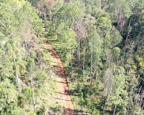 Se Vende Campo 740 Ha Ganadero-forestal en San Vicente, Misi