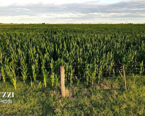 230 Ha Agricolas en los Cardos