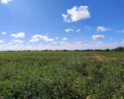 Vendo 82 Has en Zona Pueblo Cazes Villa Elisa ER