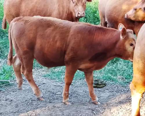 Excelentes Terneros Limangus para Toritos