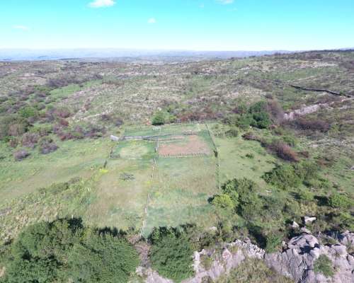 Coronel Pringles -456 HA- San Luis