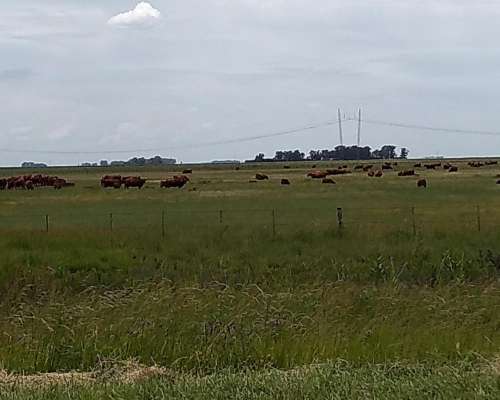 Ba3258 880 Has, Campo Ganadero Sobre Ruta en Gral Lamadrid