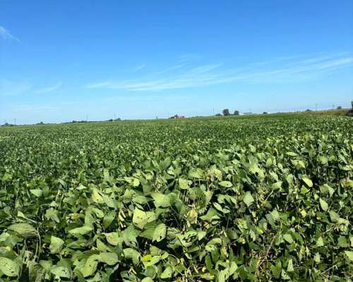 Dueño Vende Campo para Cultivo Entre Fighiera y Arroyo Seco