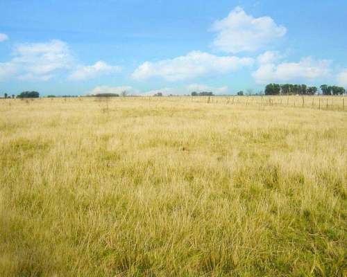 Brandsen, Buenos Aires - 284 Ha