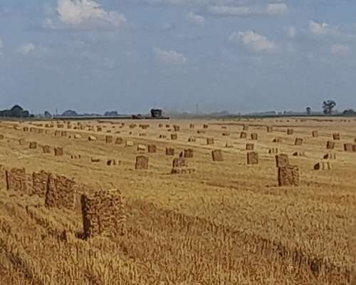 Fardos de Paja de Trigo