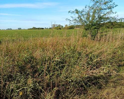 Campo 9 de Julio 880 Has