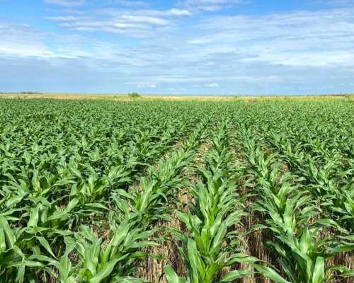 Los Cerrillos, Junín, San Luís - 1.870 Ha