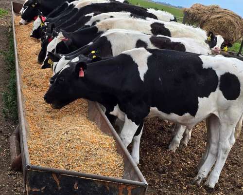 Comederos y Bebederos Premium