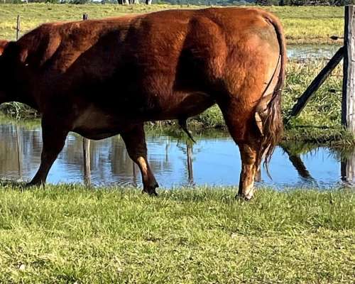 Toros Limangus Colorados Mansos de 2 y 3 Años