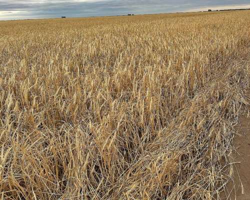 900 Ha Embajador Martini